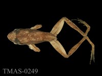 藏品(長腳赤蛙)的圖片